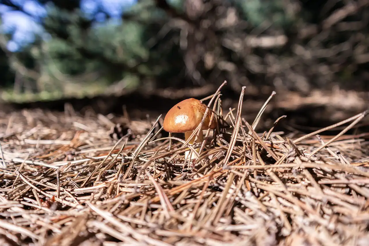 單方面離婚與雙方同意離婚的分別